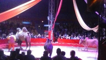 Lyon - posjet cirkusu